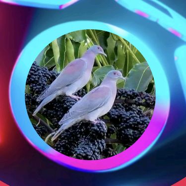 mansura3215