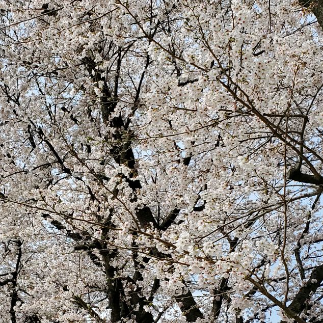 user.ume.momo.sakura