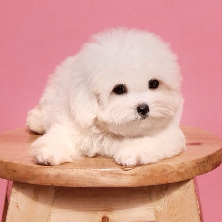 @monseripuppy