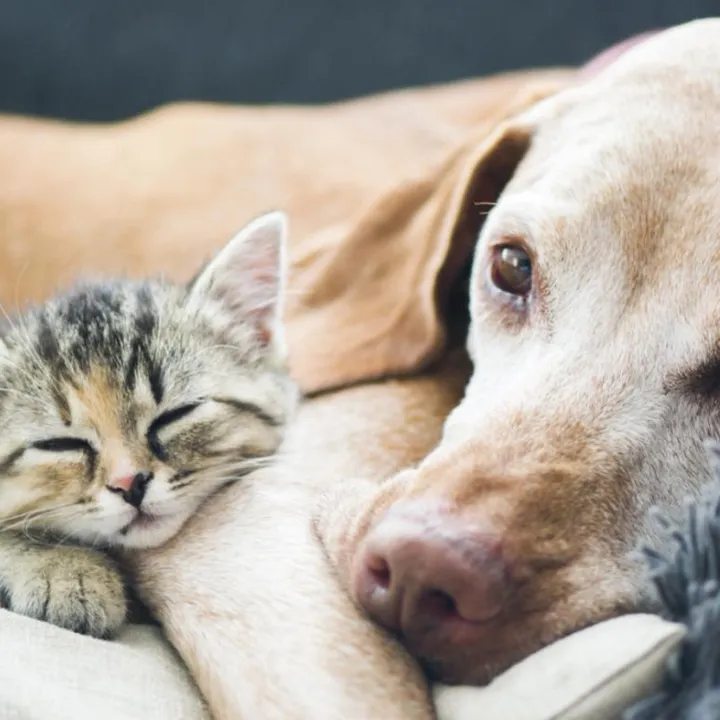 paw_care_haven