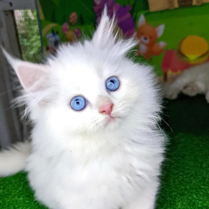 meow__mart