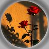 raheemshahbaz07