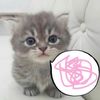 dreamland
