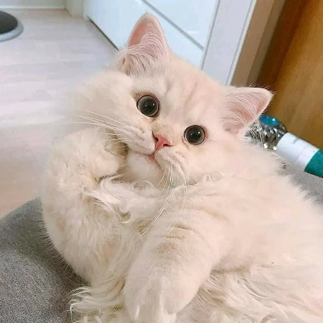 ruhhiiiii6