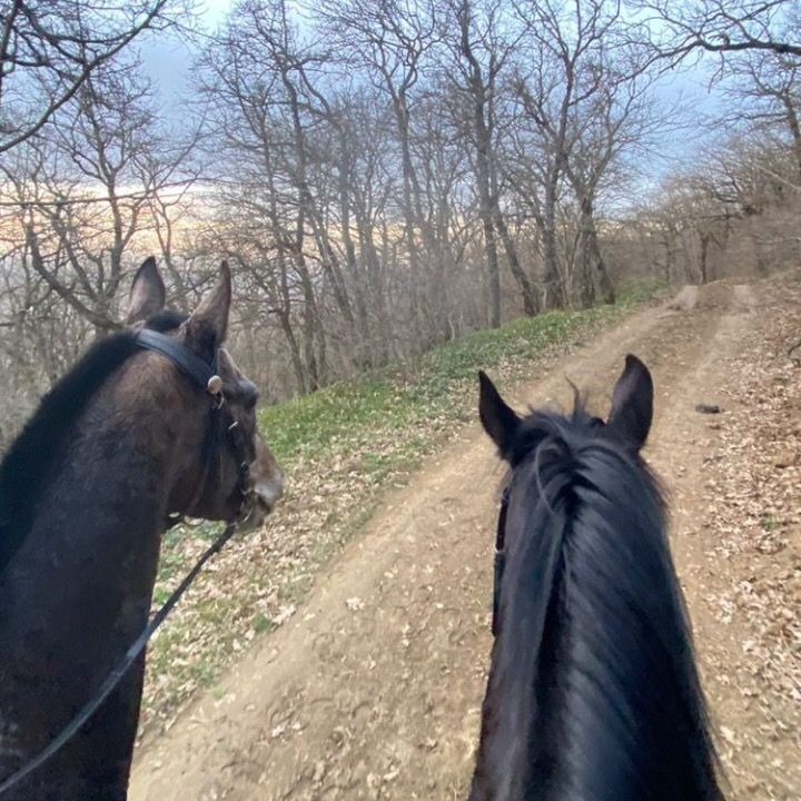 tarki_horses05