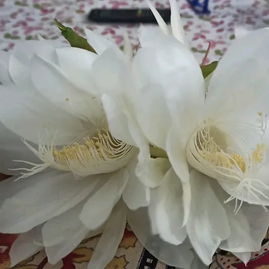 etishreenayak5