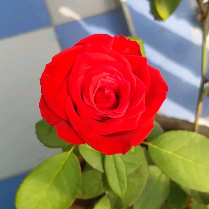 boinajeevitha
