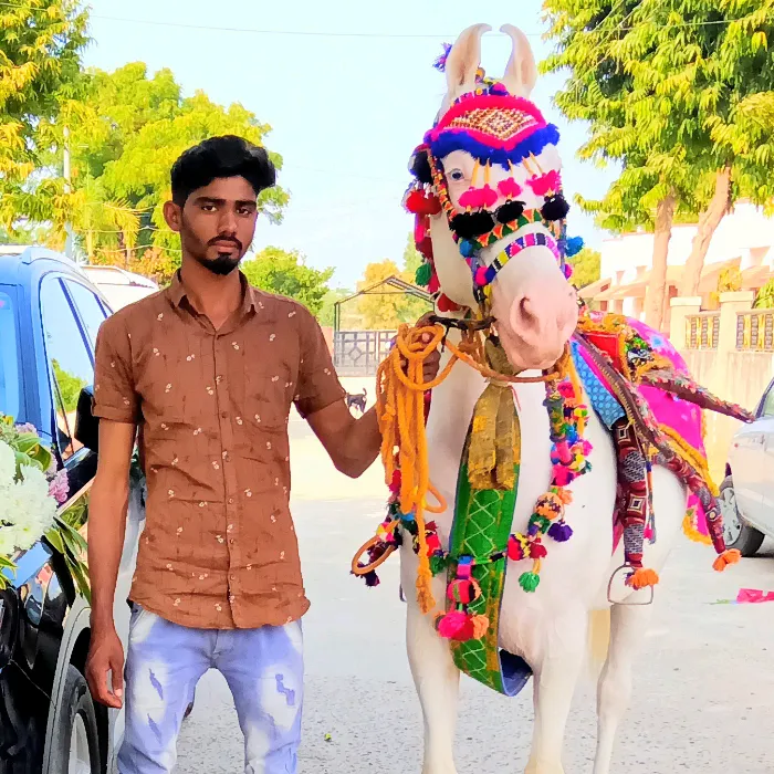 sandhijavedali