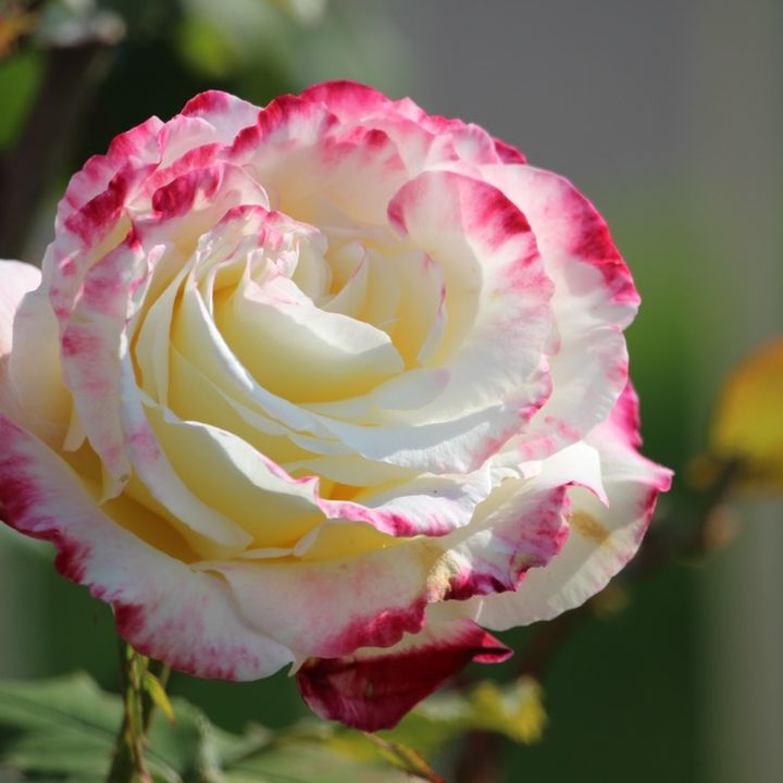 jatin_jsa