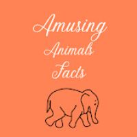 @amusing.animal