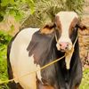 ustadjeecattlefarm