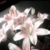 arinka.dark89