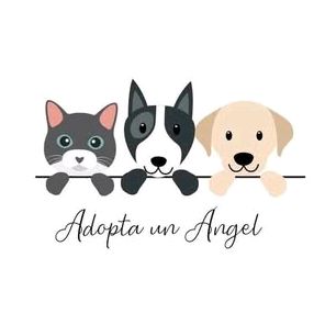 adoptaunangelmascotaac