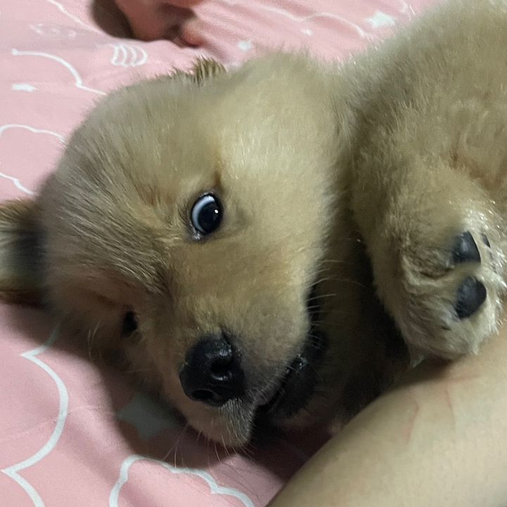 @puppypopcornnn