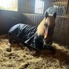 _.coldblood.dressage_