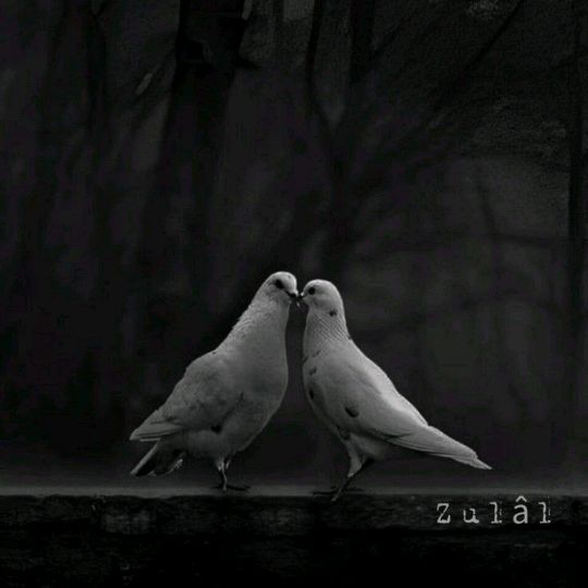 _siyah16