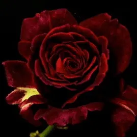 reni_2211