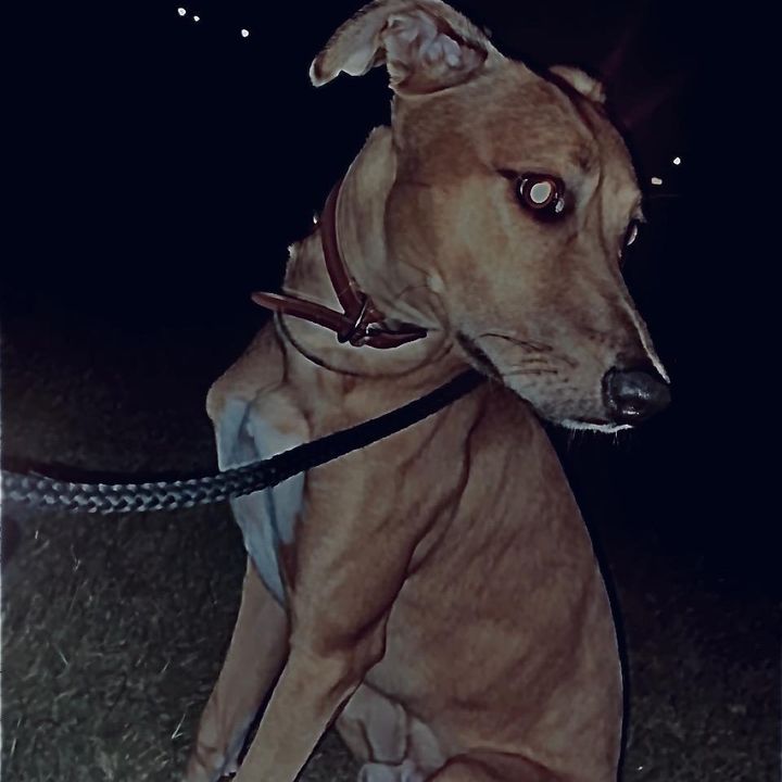 onemanandhisdog21