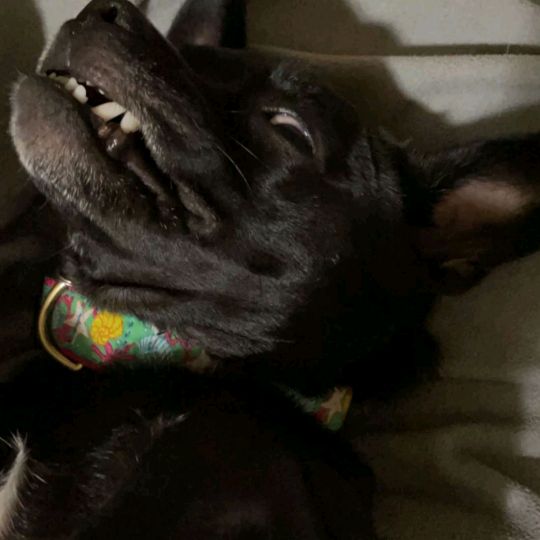 lilchunkylunky