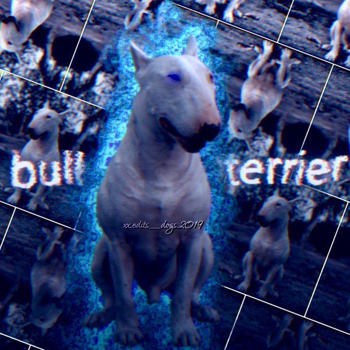 pitbull.sqxx