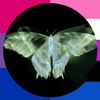 wild_echo143