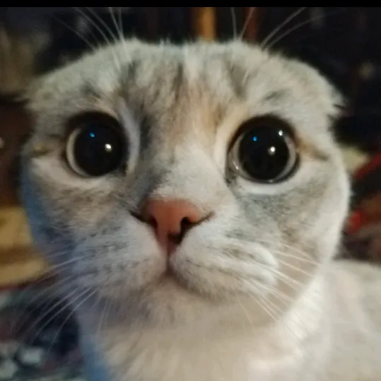 saunakissa_
