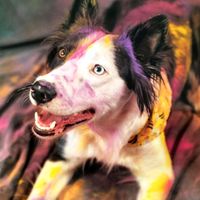 freyja_bordercollie