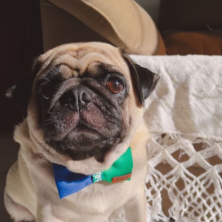 opug.frank