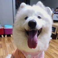 qutedog111