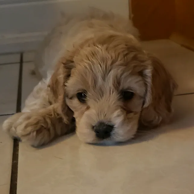 lexie_the_cockapoo
