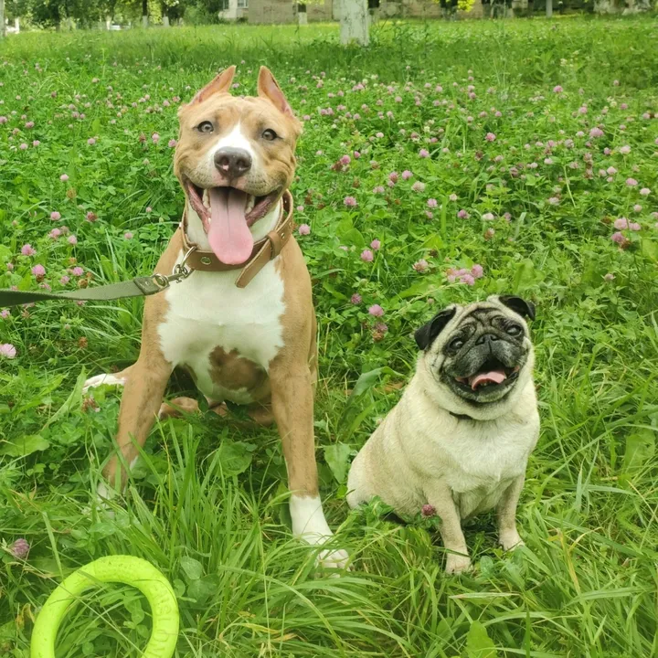 @pitbulfred