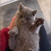goosetheshorthair