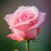 @lavidaenrosa26