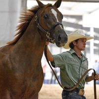 fontenotrunninghorses