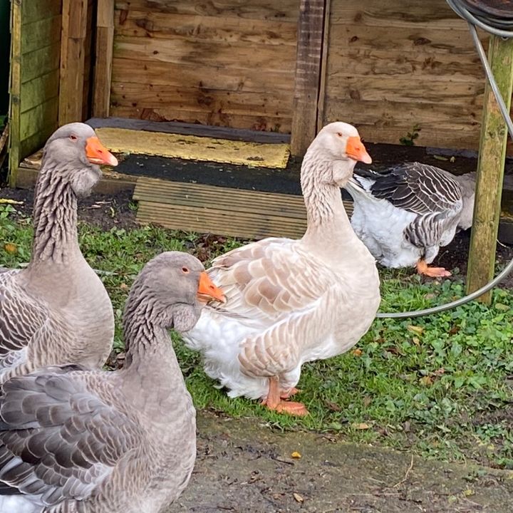 willsbirdsanddogs