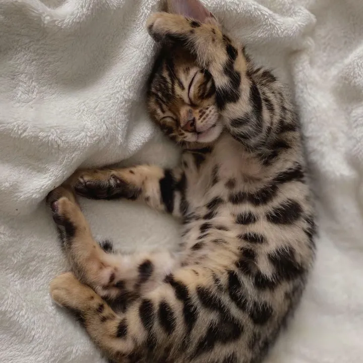 nahla2.3.215