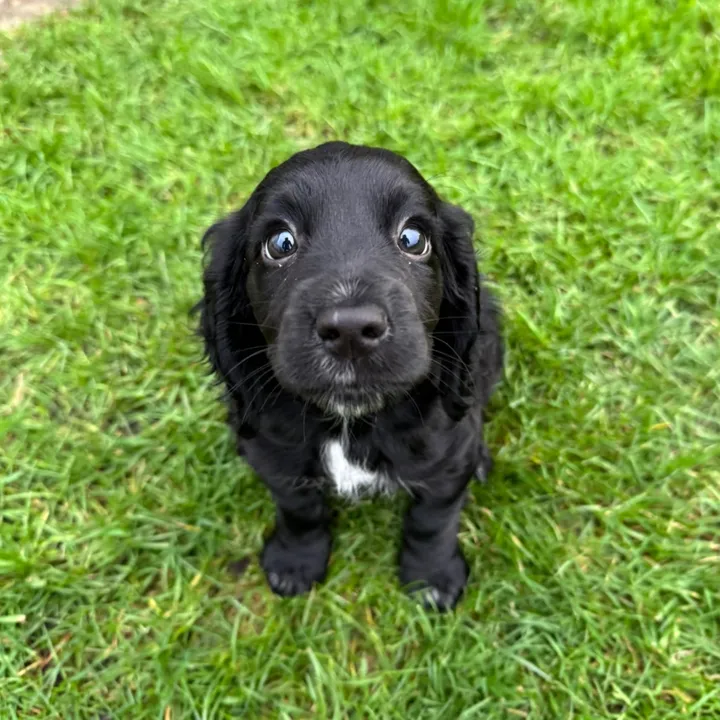 maggie.moo.cocker