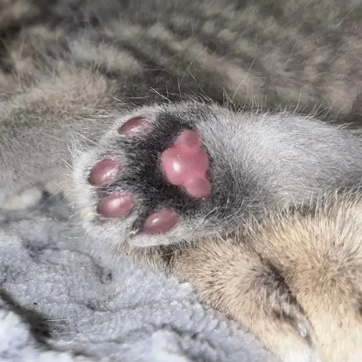 babycatsfamily