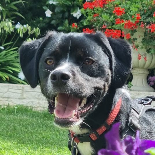 thanos.border.staffy