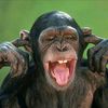 animals9451