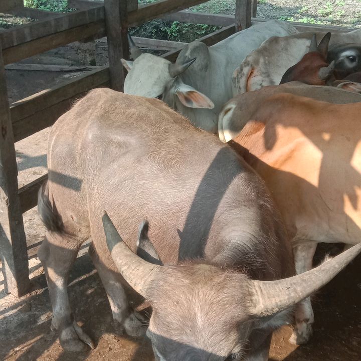 haziqfarm