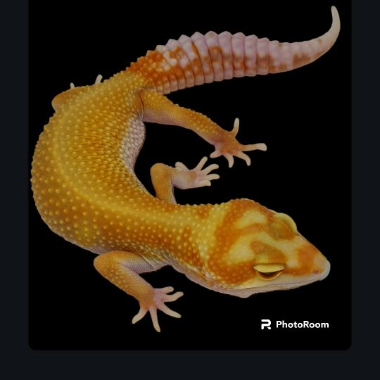 cambridgegecko