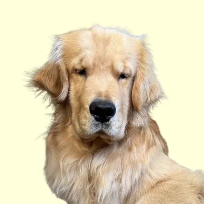 reefthegolden_