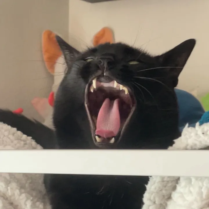 m0n0t0ne_catb0y