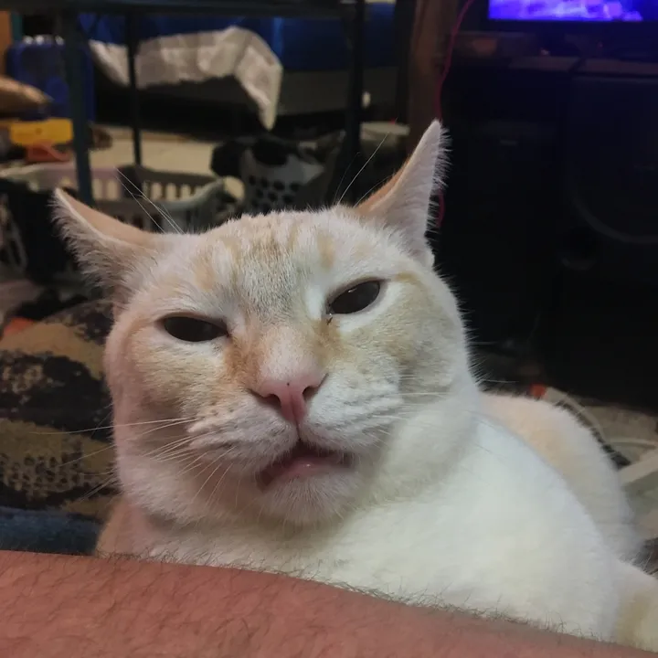 tibby.wibby