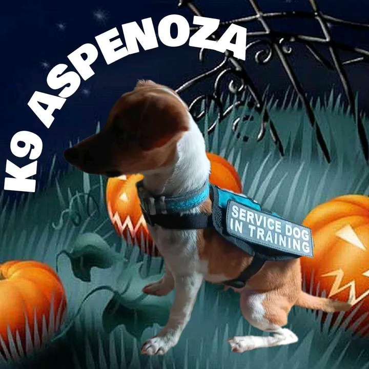 k9_aspenoza