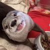 otterlover248