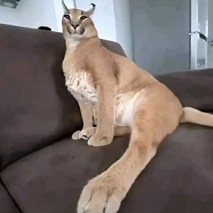 tvcadvocate