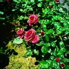 asena_0503