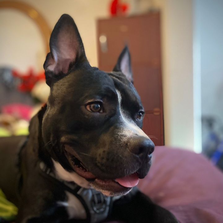 _acebully